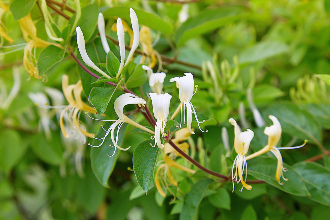 Garden View: This month - Partnership Perfection