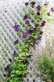 Garden View  This month - Trellis