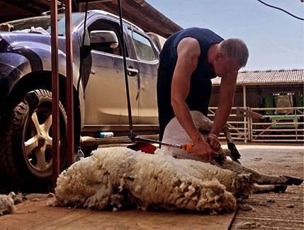 Time keepers ready, Judges ready, Shearers go!